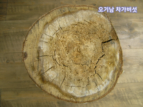 ▲&nbsp;차가버섯&nbsp;뿌리가&nbsp;자리잡은&nbsp;자작나무의&nbsp;단면)&nbsp;