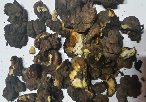 산화되어&nbsp;버린&nbsp;차가버섯