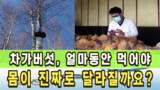 차가버섯은 얼마나 오래 먹어야 효능을 볼 수 있나요?