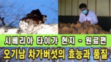 오기남차가버섯의 효능과 품질 - 20년 노하우 (원료편)