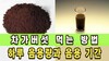 차가버섯 먹는 법 | 적정 음용량과 음용 기간