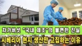 오기남차가버섯이 시베리아 현지 생산을 고집하는 이유