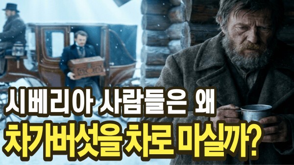 시베리아 사람들이 차가버섯을 차로 마신 이유