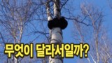 오기남차가버섯 효능의 비밀, 같은 차가버섯인데 무엇이 다를까?