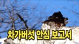 오기남차가버섯 고객을 위한 차가버섯 안심 보고서